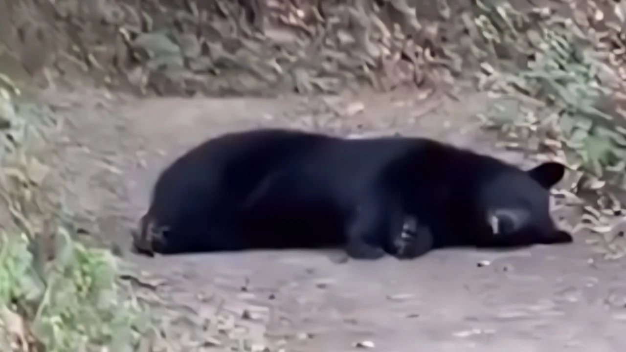 ¿Cómo viven los osos?