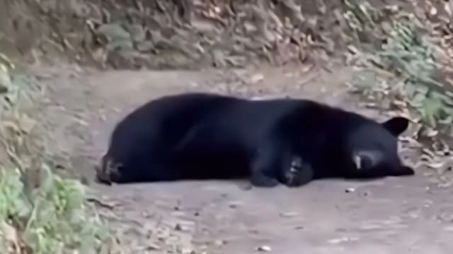 ¿Cómo viven los osos?